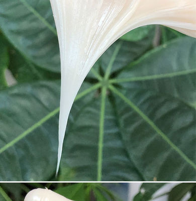 Dicke weiße, nicht tropfende Lithium-Synthetische Svc- und Sprt-Schmierfett für O-Ringe